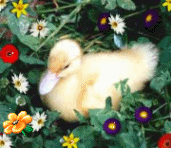 Why should ducklings be forced to turn into swans just to satisfy somebody else's idea of beauty?  Ducks are cool just  as they are... you'll find loads of very happy ducks on this site